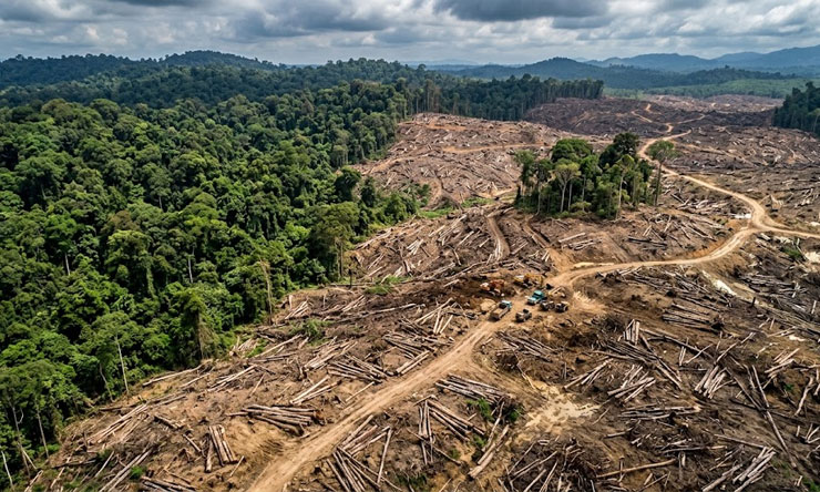 Petaka Deforestasi